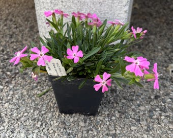 Wild Pink - Silene caroliniana - Live Plant in 3.5 Inch Pot