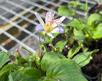 Toadlily 'Tojen' (Tricyrtis formosa) - Live Plant 4" Pot