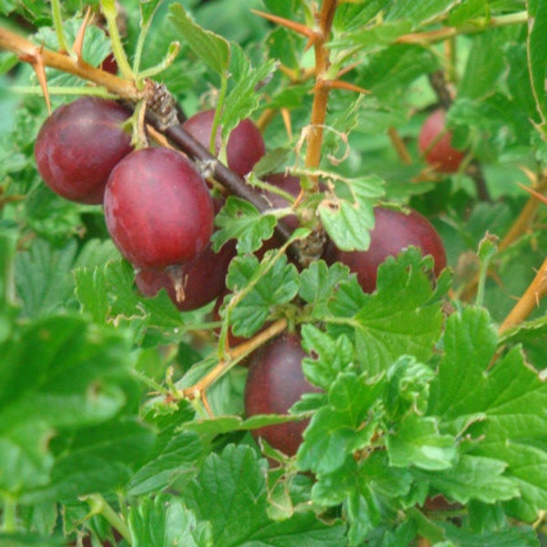 Gooseberry 'Hinnonmaki Red' (Ribes uva-crispa) - Live Plant - 4” Pot