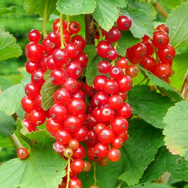 Red Currant  'Jonkheer Van Tets' (Ribes rubrum) - Live Plant - 4” Pot