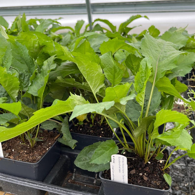 White Wood Aster 'Eastern Star' - Thumbnail 2