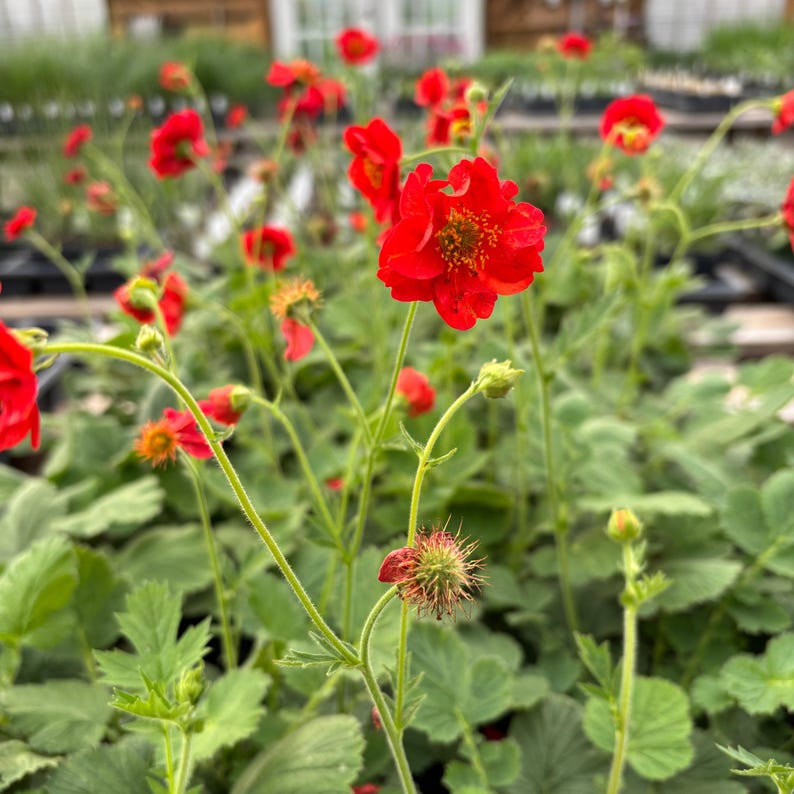 Fireball Scarlet Avens - Geum chiloense 'Feuerball' - Live Plant in 3.5 Inch Pot image 1