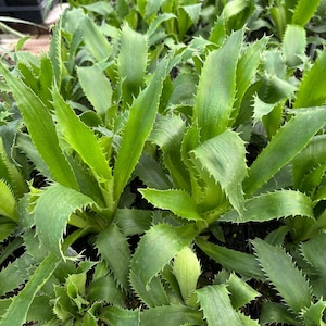 May include: Close-up of a cluster of green plants with long, pointed leaves. The leaves have a serrated edge with small, sharp points. The plants are a vibrant green color, and the image is well-lit, showing the texture of the leaves.