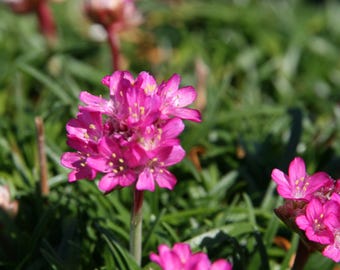 Sea Thrift - Armeria maritima 'Splendens' - Live Plant in 3.5 Inch Pot