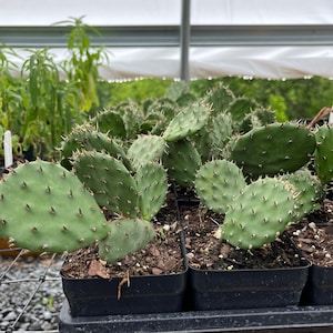 May include: Close-up of several potted prickly pear cacti. The cacti have flat, green pads covered in small, sharp spines. The pots are black and filled with soil and mulch. The background shows more plants in a greenhouse setting.