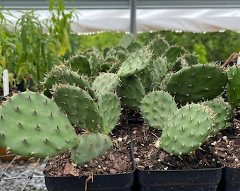 Eastern Prickly Pear - Opuntia humifusa - Live Plant in 3.5 Inch Pot