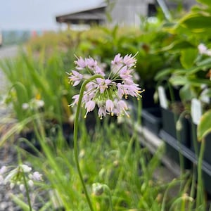 Nodding Onion (Allium cernuum) - Live Plant 3.5&quot; Pot