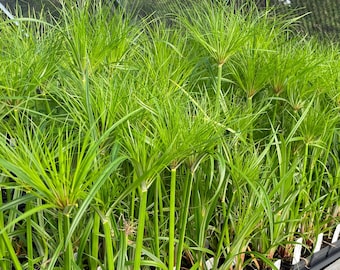 Dwarf Papyrus - Cyperus papyrus 'Dwarf Form' - Live Plant in 3.5 Inch Pot