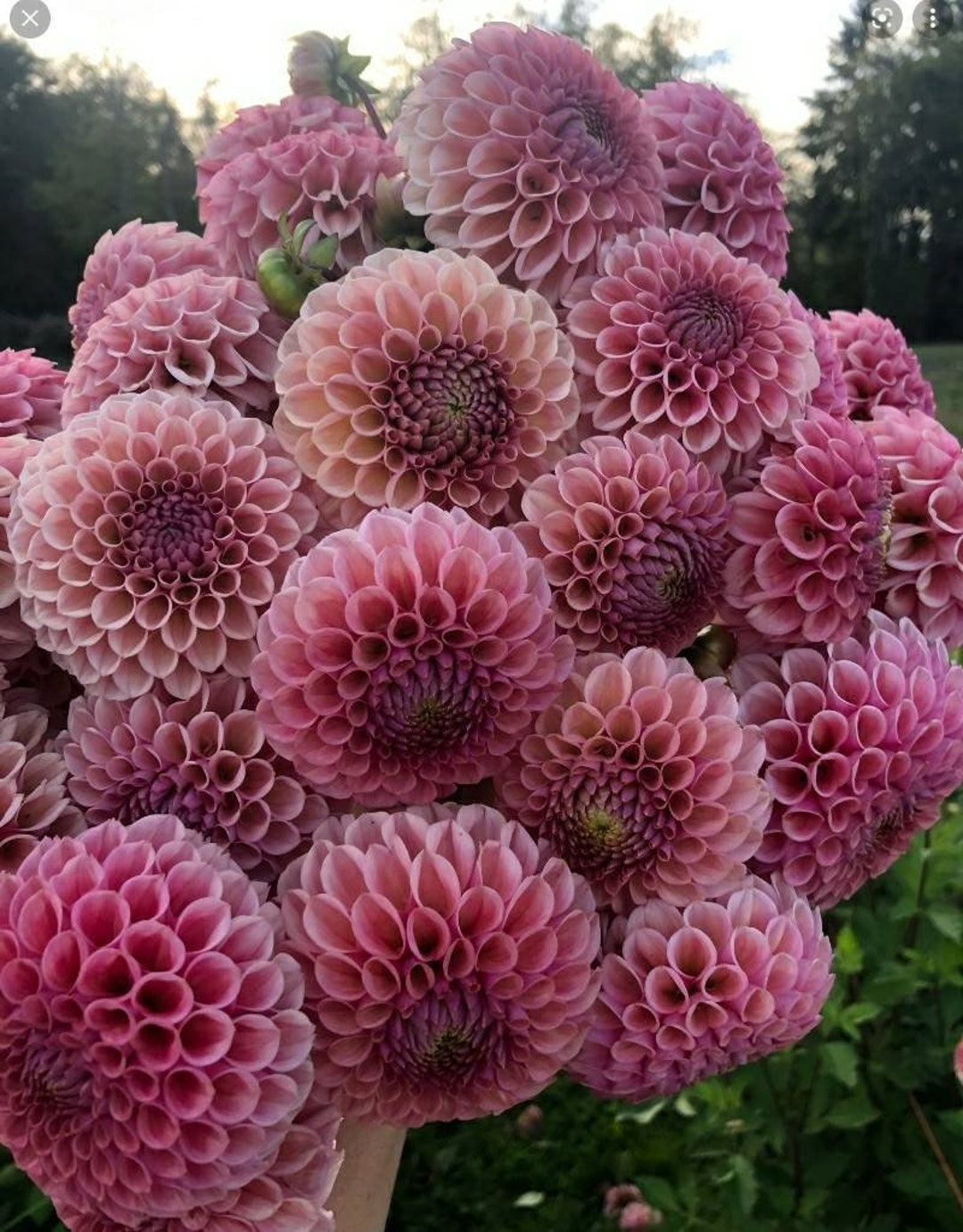 Pre-order Bracken Rose Dahlia Cutting for Spring 2023 - Etsy