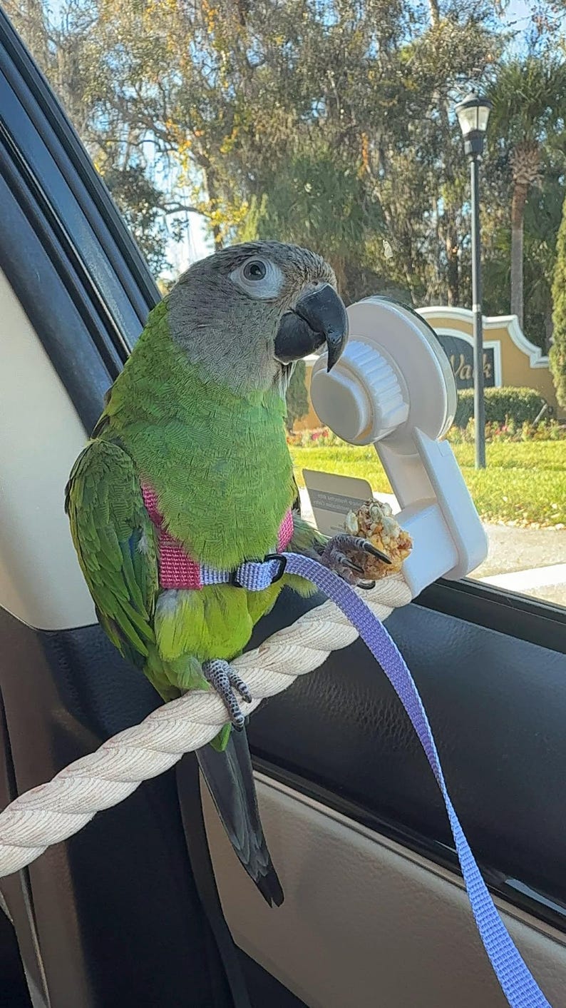 Handmade EZ-On Parrot Harness with Detachable Leash: Lightweight Stainless Steel Hardware image 7