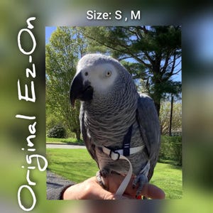 How to Make a Bird Harness: Easy Steps for Safe Outdoor Fun