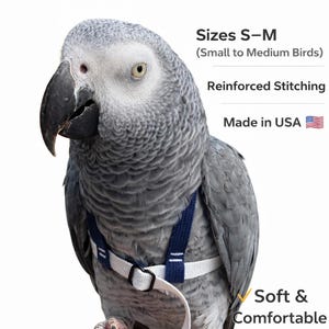 May include: A gray parrot wearing a blue and white harness. The harness is labeled "Ez-On Parrot Harness" and is designed for small to medium birds. The text also reads "Comfortable, Secure, Easy to Use" and "Soft & Comfortable Fit."