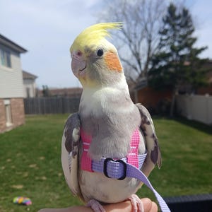 May include: A cockatiel with grey and white feathers, a bright yellow crest, and orange cheek patches. The bird is wearing a pink and light purple nylon harness with a black plastic buckle and an attached matching purple leash strap.