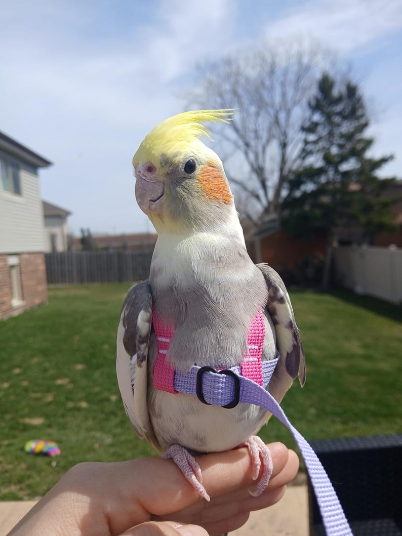 May include: A cockatiel with grey and white feathers, a bright yellow crest, and orange cheek patches. The bird is wearing a pink and light purple nylon harness with a black plastic buckle and an attached matching purple leash strap.