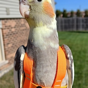 May include: A cockatiel with grey, white, and yellow feathers and orange cheek patches wearing a bright orange bird harness. The harness features adjustable woven straps and a black plastic buckle, designed to secure the bird while outdoors.