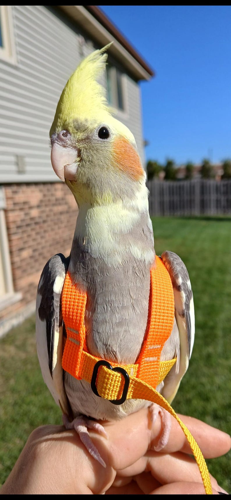May include: A cockatiel with grey, white, and yellow feathers and orange cheek patches wearing a bright orange bird harness. The harness features adjustable woven straps and a black plastic buckle, designed to secure the bird while outdoors.