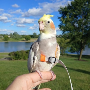 May include: A cockatiel with grey and white feathers, a yellow crest, and orange cheek patches, wearing a bright orange and light grey bird harness with a black plastic buckle and a long, thin, light grey leash attached to the harness.