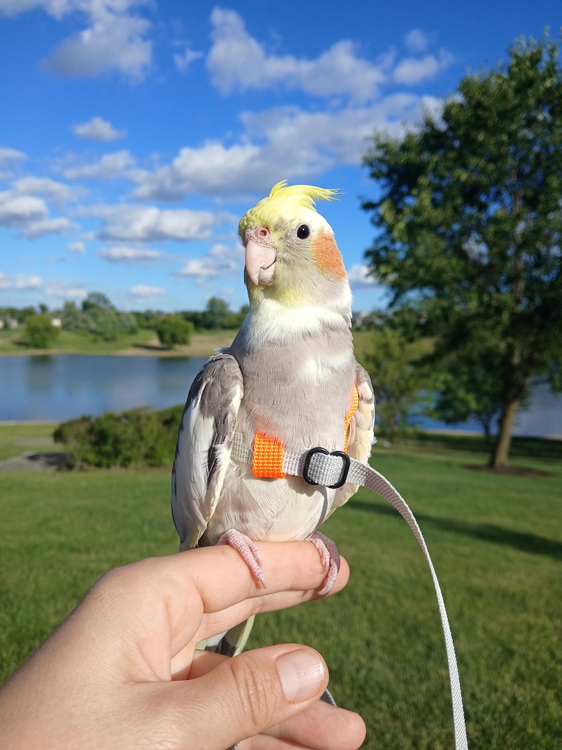 May include: A cockatiel with grey and white feathers, a yellow crest, and orange cheek patches, wearing a bright orange and light grey bird harness with a black plastic buckle and a long, thin, light grey leash attached to the harness.