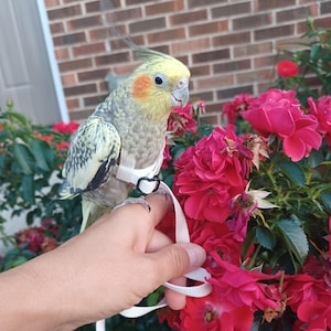 May include: A cockatiel with yellow and grey feathers and orange cheek patches wearing a white bird harness with a black heart-shaped buckle. The bird is perched near a cluster of vibrant red roses with green leaves and a brick wall background.