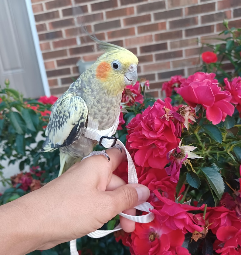 May include: A cockatiel with yellow and grey feathers and orange cheek patches wearing a white bird harness with a black heart-shaped buckle. The bird is perched near a cluster of vibrant red roses with green leaves and a brick wall background.