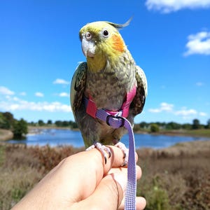 May include: A cockatiel with yellow, grey, and white feathers wearing a pink and light purple bird harness with a matching leash. The bird has orange cheek patches and a crest on its head, with the harness secured around its torso.