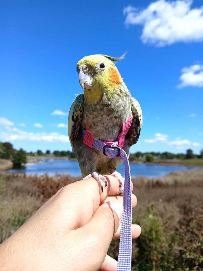 May include: A cockatiel with yellow, grey, and white feathers wearing a pink and light purple bird harness with a matching leash. The bird has orange cheek patches and a crest on its head, with the harness secured around its torso.