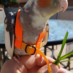 May include: A cockatiel with grey, white, and yellow feathers and orange cheek patches wearing a bright orange bird harness. The harness features woven nylon straps, a black plastic buckle, and an attached orange leash for secure outdoor travel.