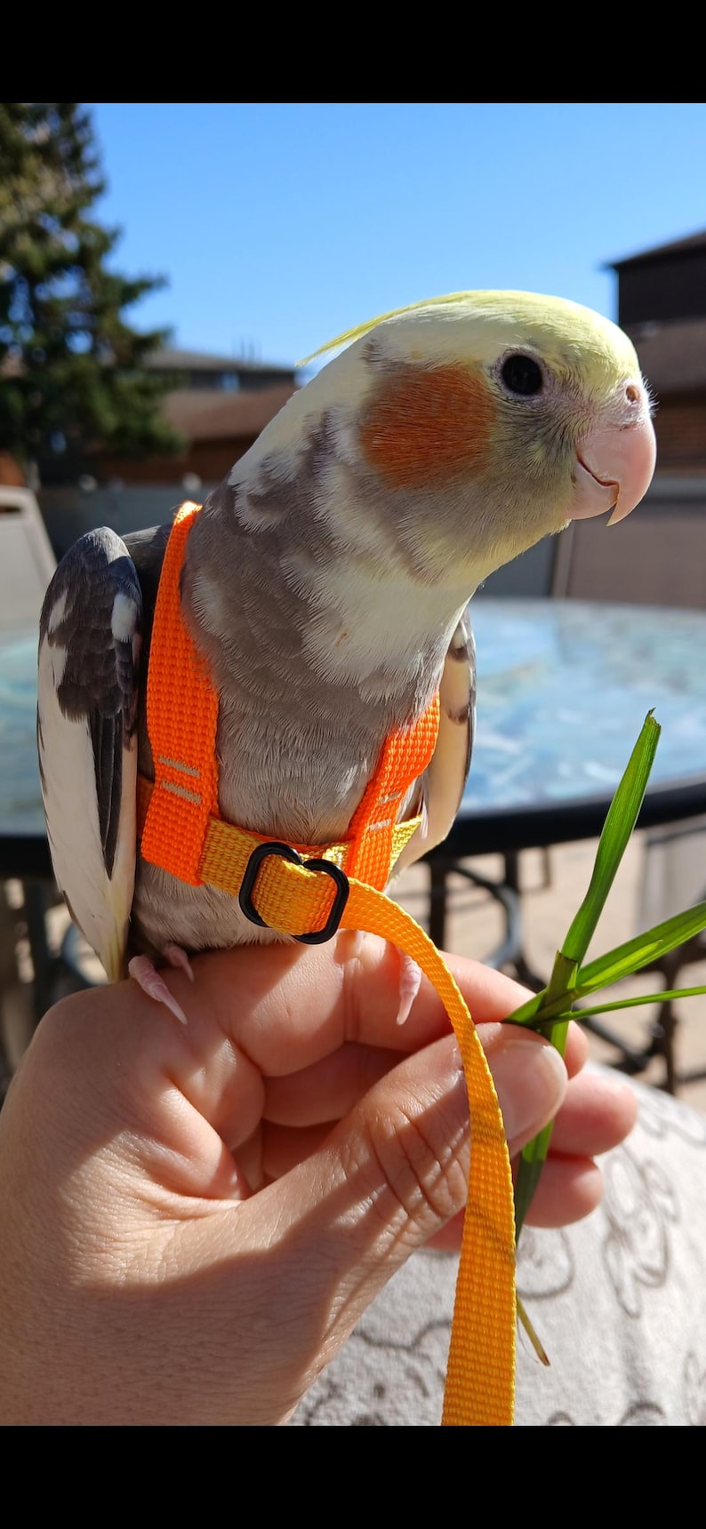 May include: A cockatiel with grey, white, and yellow feathers and orange cheek patches wearing a bright orange bird harness. The harness features woven nylon straps, a black plastic buckle, and an attached orange leash for secure outdoor travel.