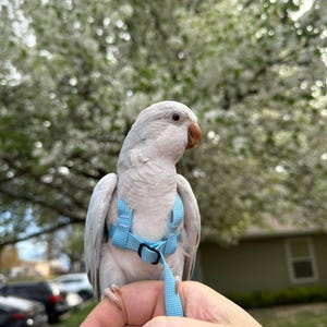May include: A light blue bird harness with a matching leash worn by a pale grey parrot. The harness features adjustable nylon straps and a small black plastic buckle, designed to secure the bird while allowing for movement and outdoor activity.