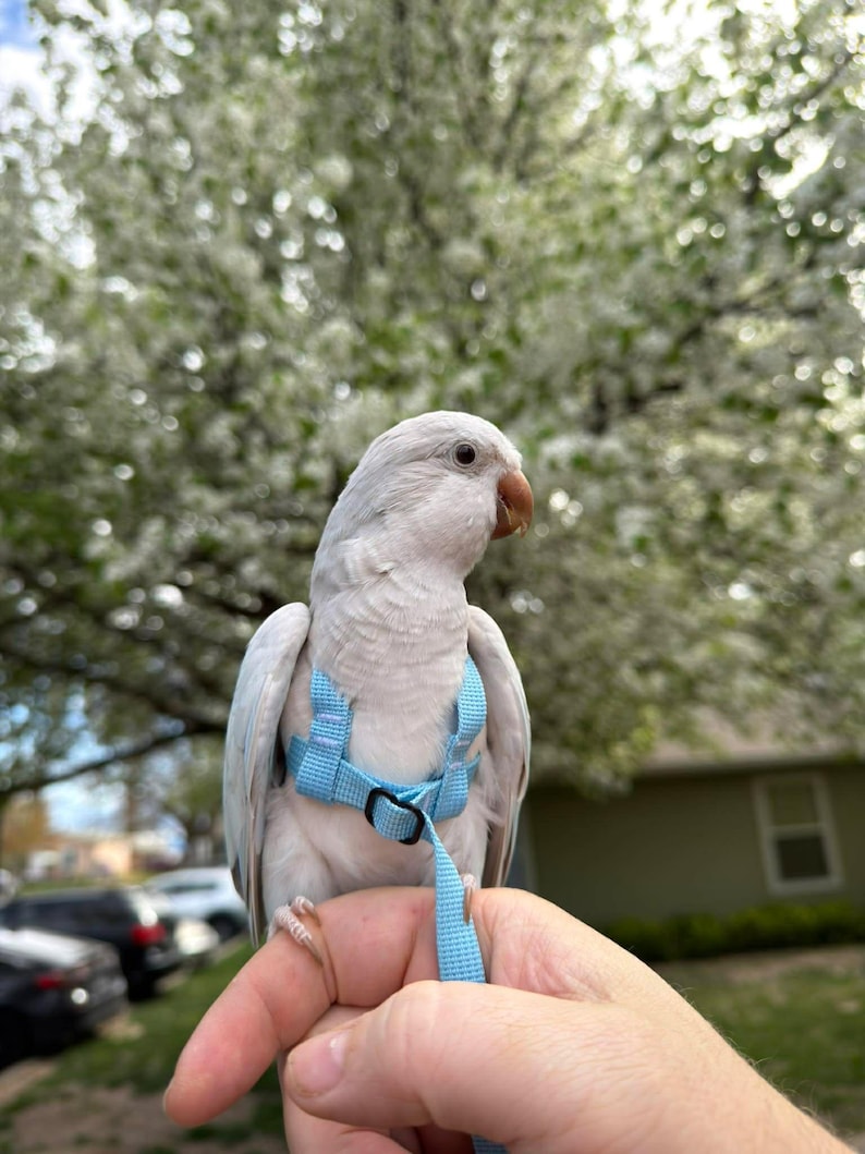 May include: A light blue bird harness with a matching leash worn by a pale grey parrot. The harness features adjustable nylon straps and a small black plastic buckle, designed to secure the bird while allowing for movement and outdoor activity.
