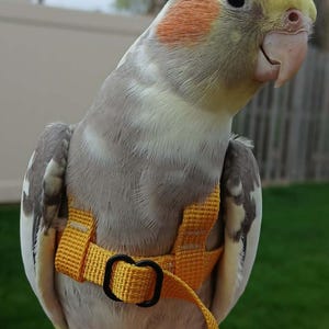 May include: A cockatiel with grey and white feathers, a yellow crest, and orange cheek patches, wearing a bright yellow bird harness with a black plastic buckle and a matching yellow leash strap attached to the front of the chest piece.