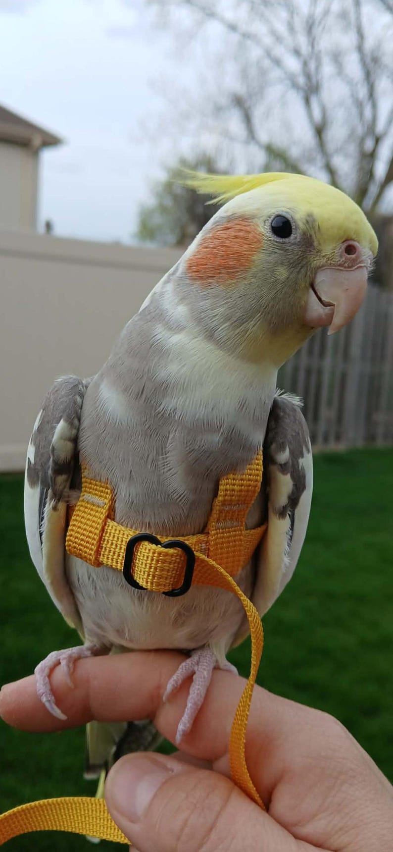 May include: A cockatiel with grey and white feathers, a yellow crest, and orange cheek patches, wearing a bright yellow bird harness with a black plastic buckle and a matching yellow leash strap attached to the front of the chest piece.