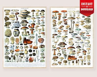 Vintage eetbare printset met paddenstoelen, Franse champignonstabellen, antieke mycologie cottagecore keukenmuurkunst