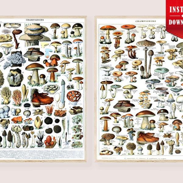 Mushroom Print Illustration Instant Download Vintage Mushroom Poster Edible Mushrooms Poster Print Larousse Retro Kitchen Wall Art Botanical