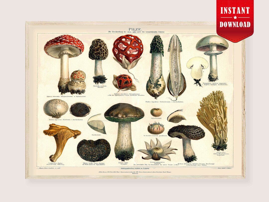 3x Vintage Pilz Poster Leinwand Druck – 30x40 Cm, Wanddekoration Für Wohnzimmer, Schlafzimmer, Küche, Als Geschenk
