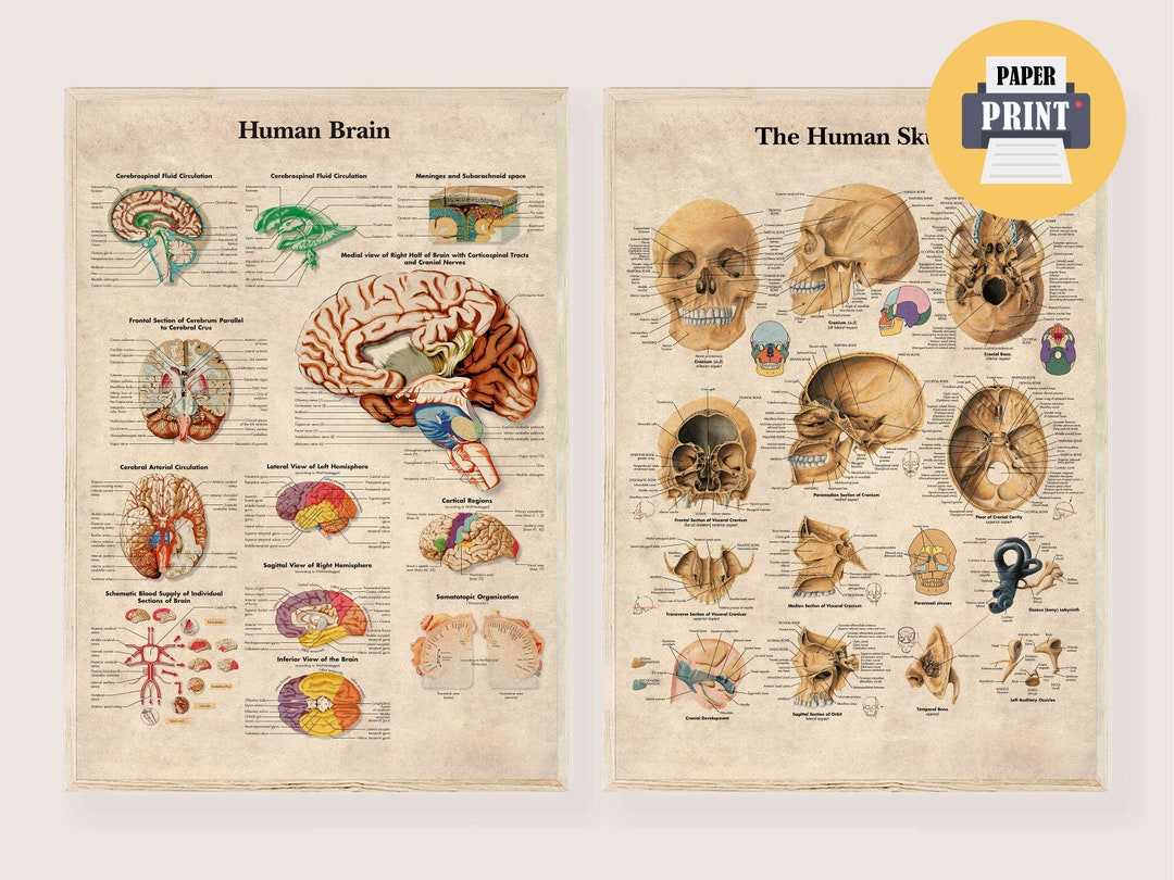 Vintage Medicine Posters Anatomy Retro Print Human Body, Old Anatomy