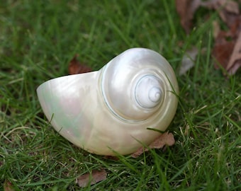 Concha grande: concha pulida para decoración costera