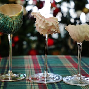 May include: Three seashells are displayed on glass stems. The seashells are different colours and shapes. The seashells are on a red and green checked tablecloth.