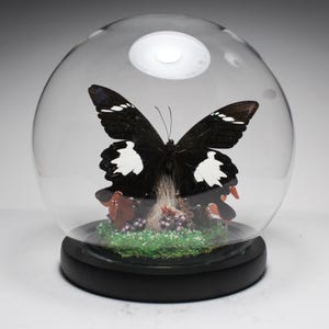 Black and White Swallowtail - Butterfly Globe