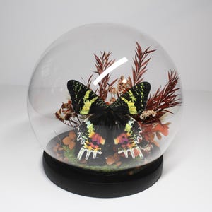Sunset Moth Globe Display