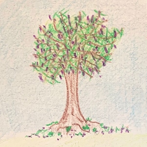 Albero di Jacaranda