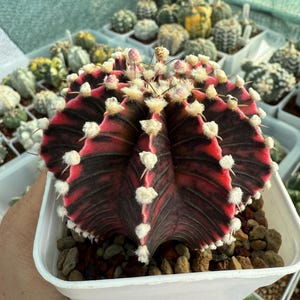 Cactus Gymnocalycium Variegata / Suculenta rara y colorida / Planta coleccionable de fácil cuidado