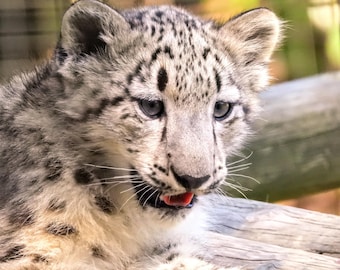 Big Cats Original Photos