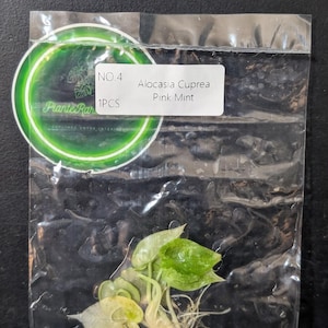 Op de afbeelding: Een doorzichtige plastic zak met een kleine Alocasia Cuprea Pink Mint plantstek met groene bladeren en zichtbare wortels. Een wit label op de zak bevat de tekst NO.4 1PCS Alocasia Cuprea Pink Mint, naast een groen rond logo.