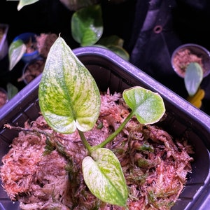 RARE Philodendron Goeldii Mint