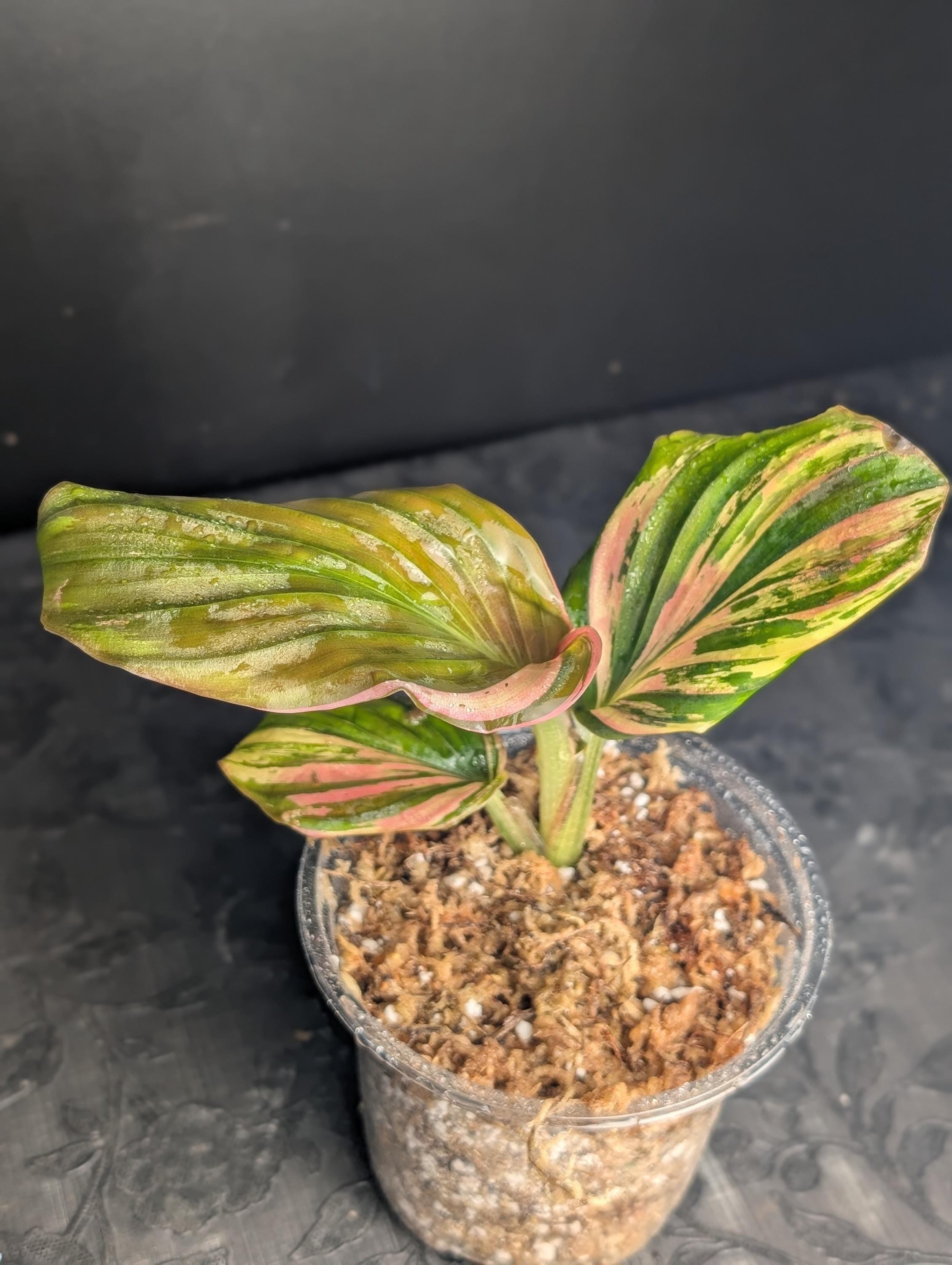 Musa nono pink variegated banana - Etsy 日本