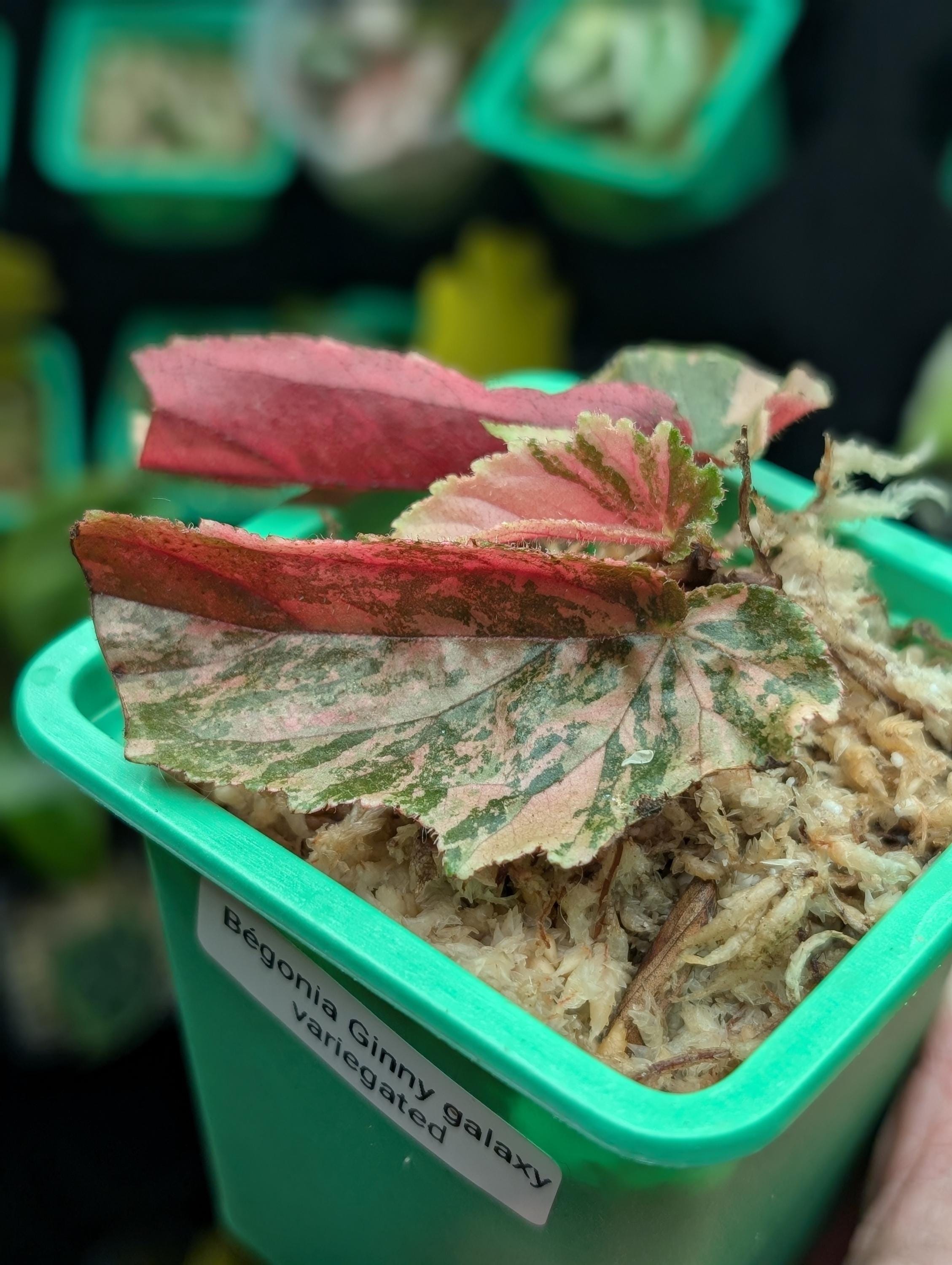 アロカシア ワトソニアナ ピンク Alocasia watsoniana pink variegated - Etsy 日本