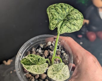 Seltene Alocasia Dragon Scale Mint Variegated
