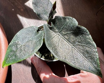 Alocasia Antoro Velvet