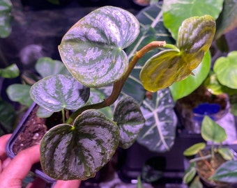 Philodendron Brandtianun